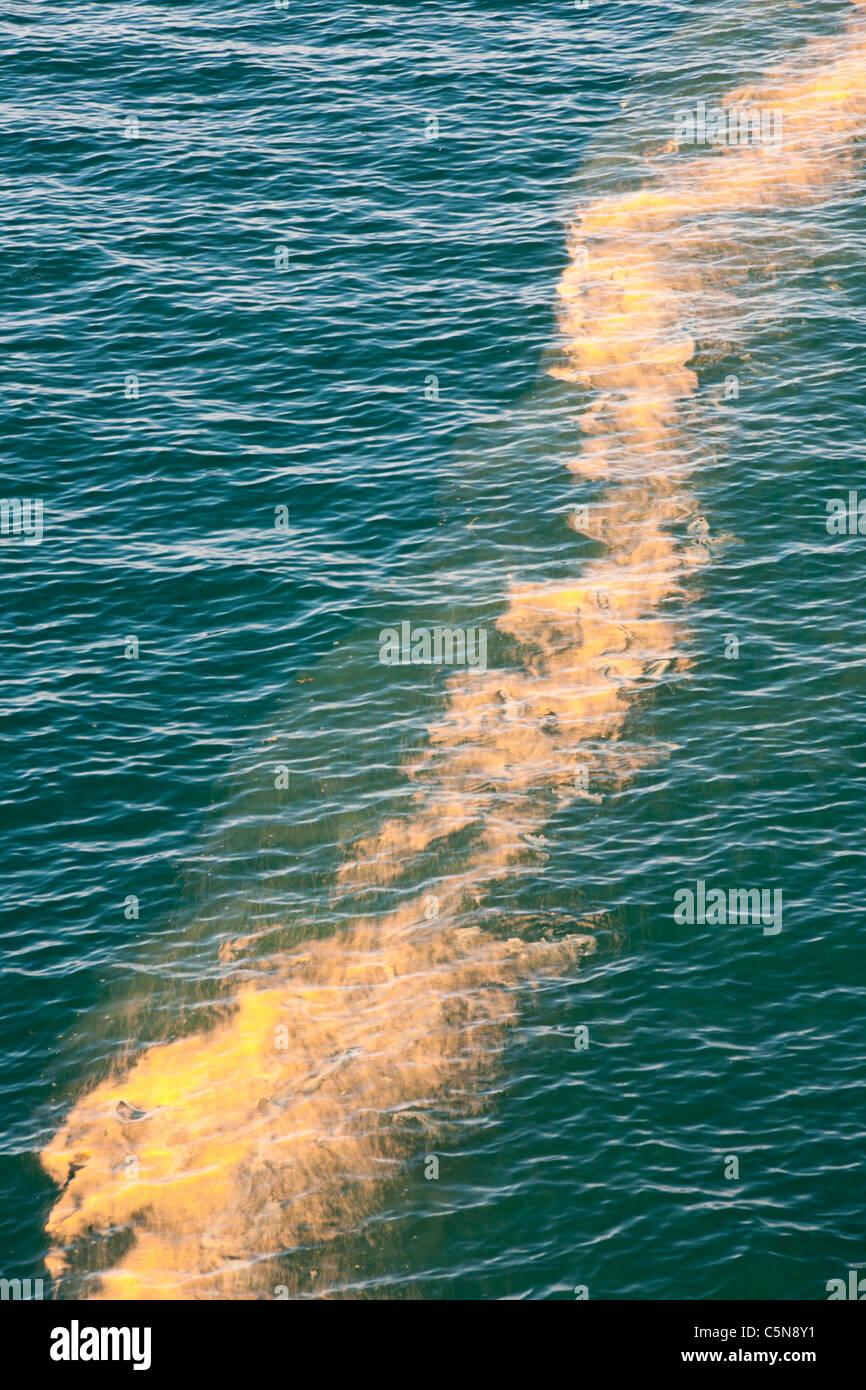 An algal bloom in the Irish sea Stock Photo Alamy