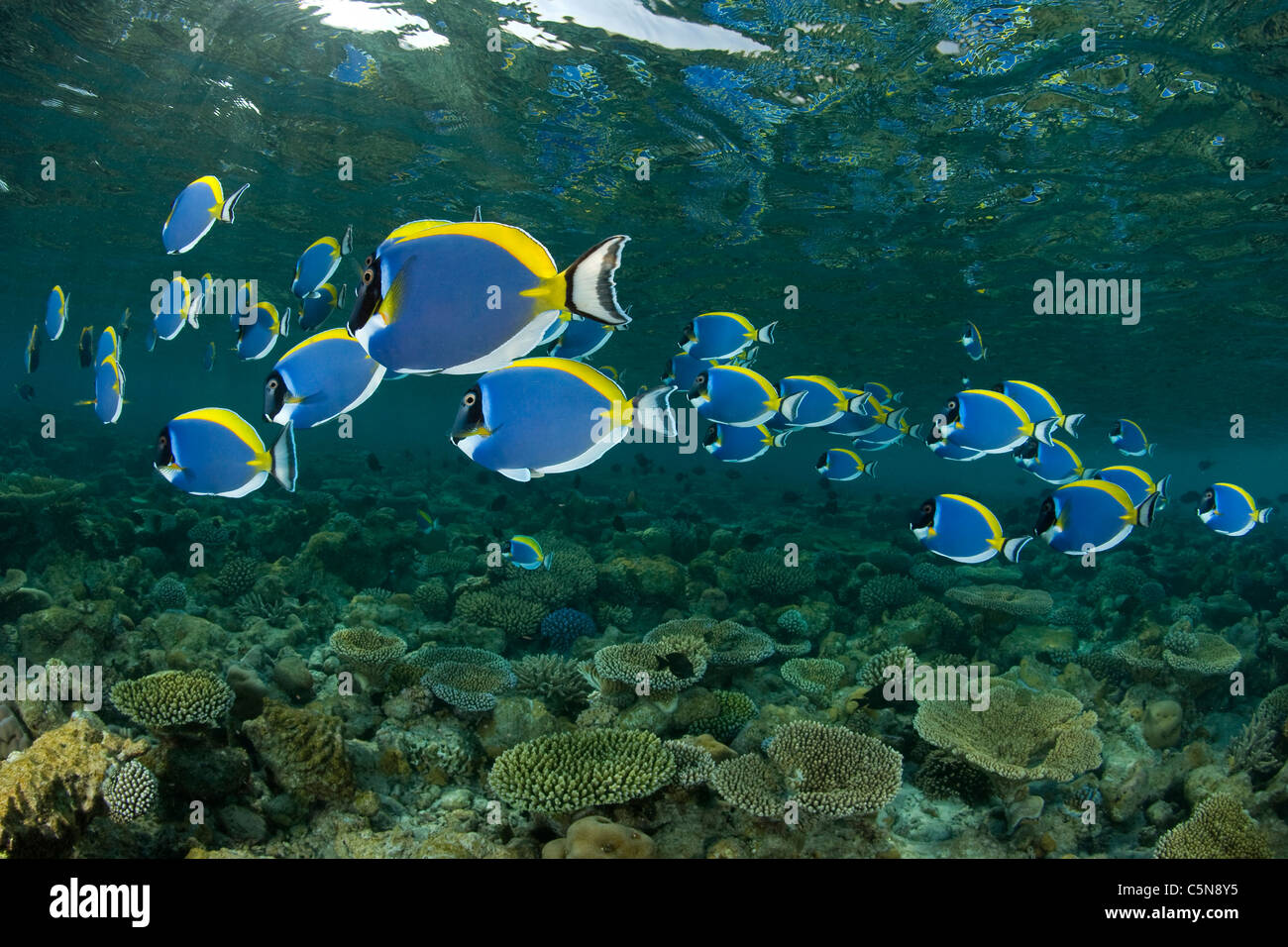 Shoal of Powder-blue Surgeonfish, Acanthurus leucosternon, Indian Ocean, Maldives Stock Photo