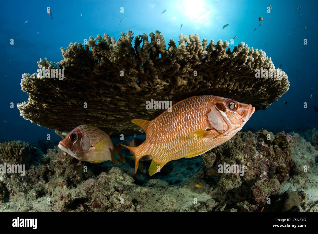 Couple of Longjawed Squirrelfish under Table Coral, Sargocentron spiniferum, Indian Ocean, Maldives Stock Photo