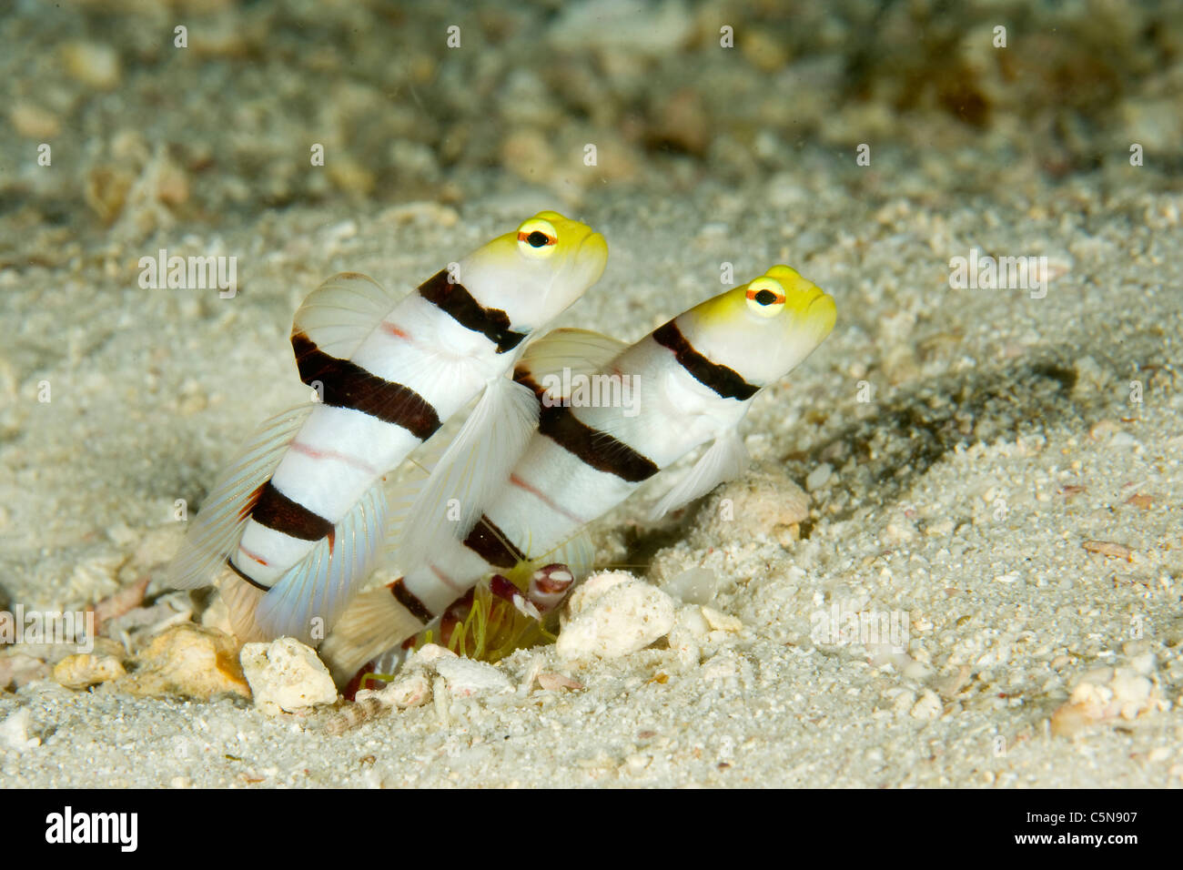 Symbiotic between Yellownose Prawn Ghoby and Pistol Shrimp, Stonogobiops xanthorhinica, Alpheus randalli, Indian Ocean, Maldives Stock Photo