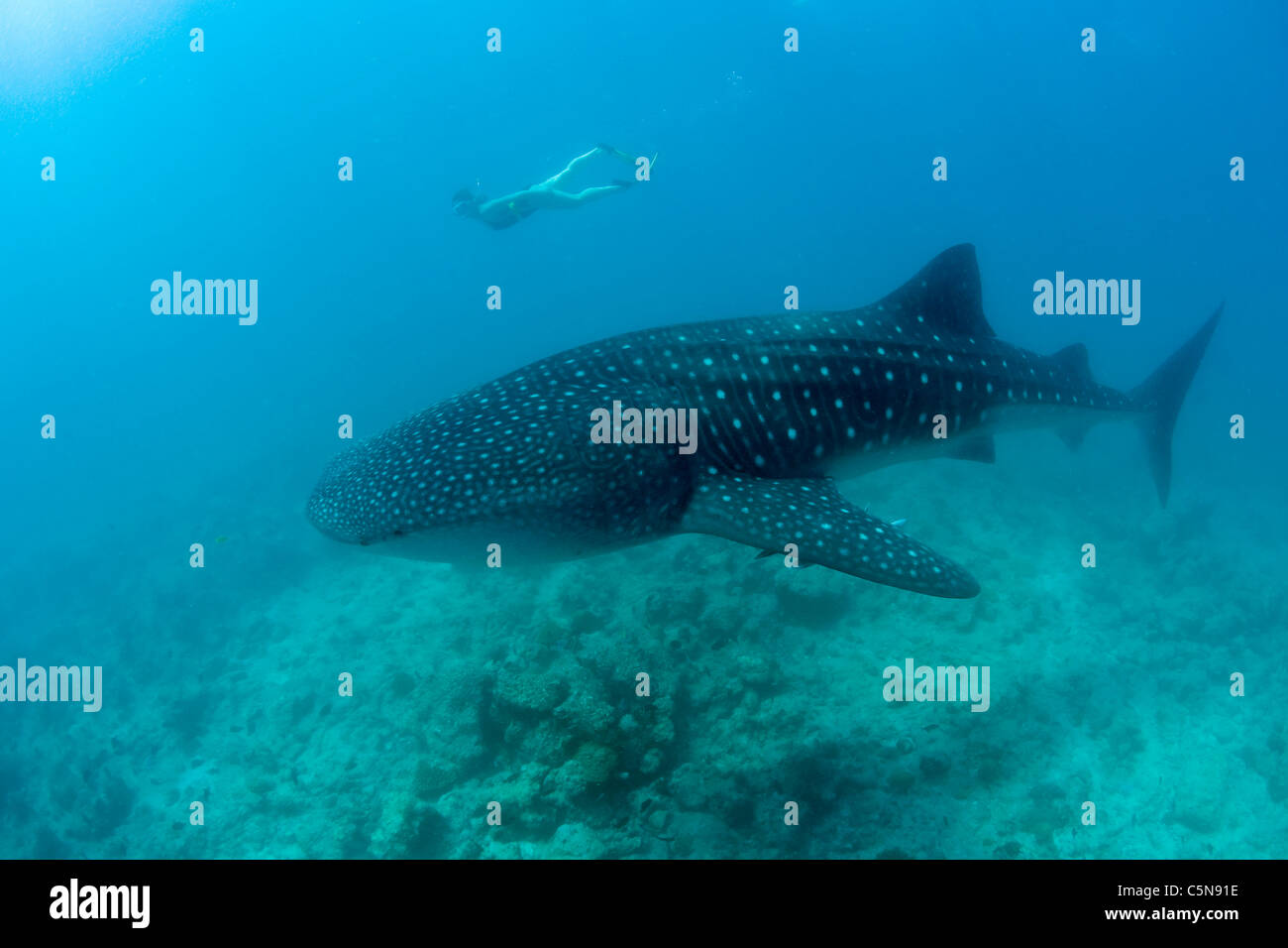 Skin diving hires stock photography and images Alamy