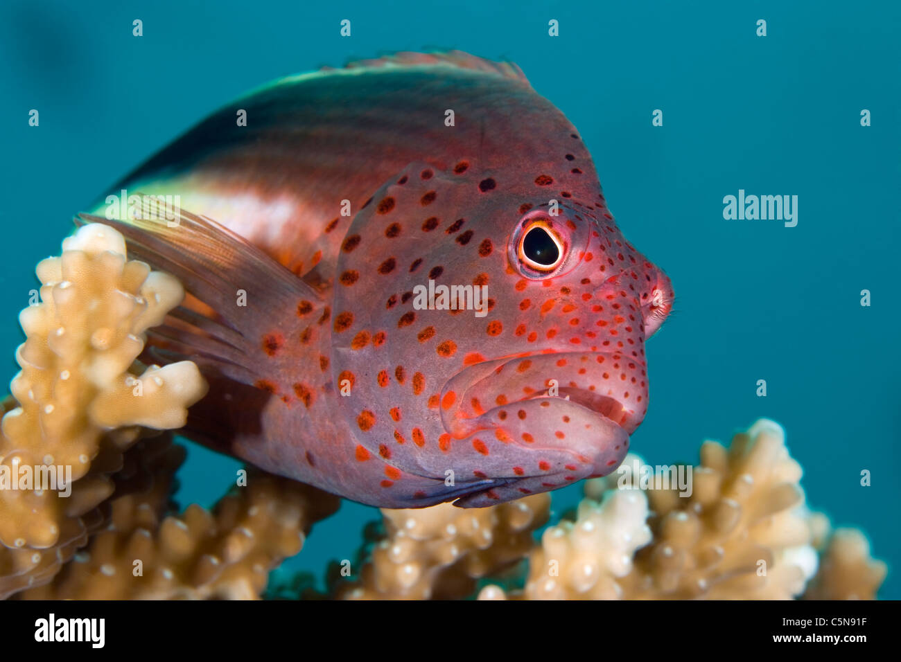 Freckled Hawkfish, Paracirrhites forsteri, Indian Ocean, Maldives Stock Photo