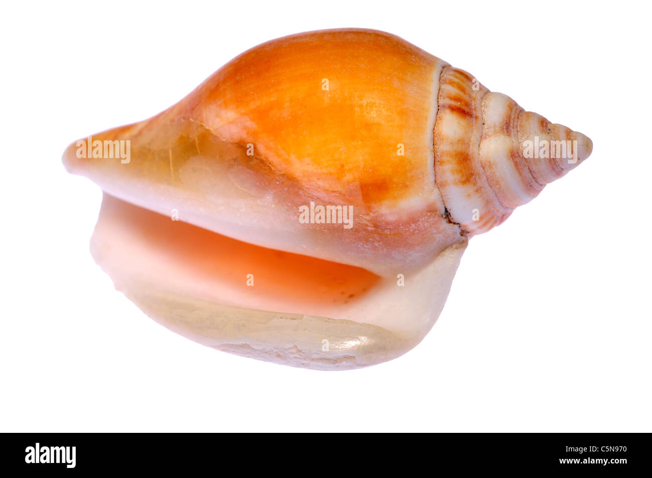 Dog Conch seashell (Laevistrombus canarium / Strombus canarium) c5cm Stock Photo