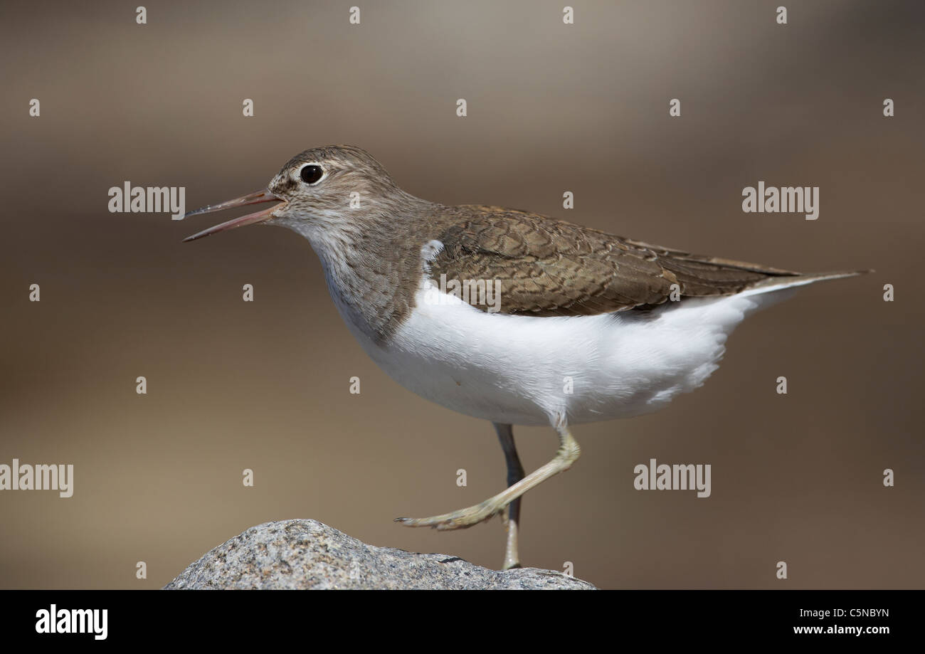 Common Sandpiper (Actitis hypoleucos) standing on a rock while calling. Stock Photo