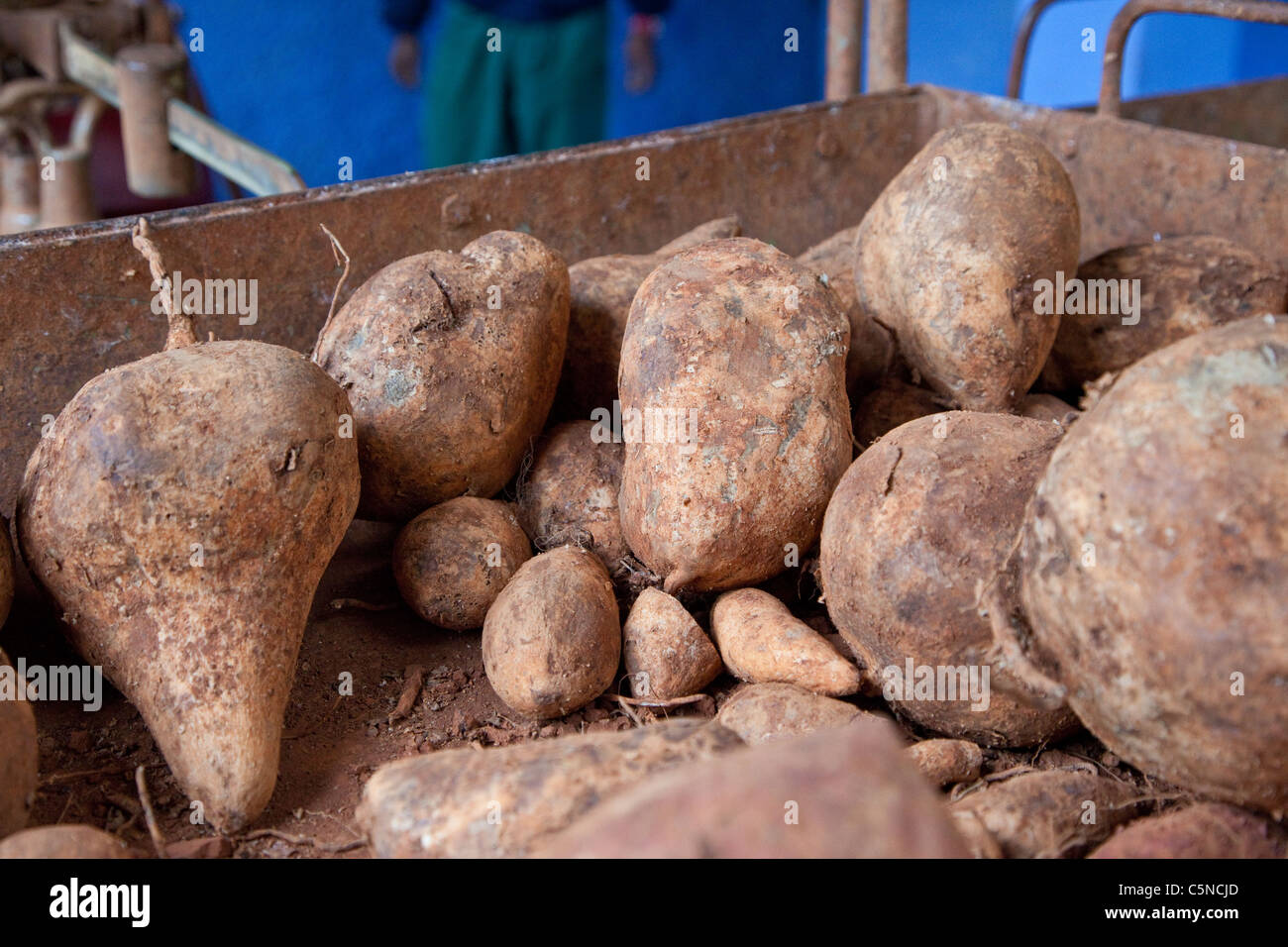 Cuba, Havana. Boniato Root, a Variety of Sweet Potato. Stock Photo