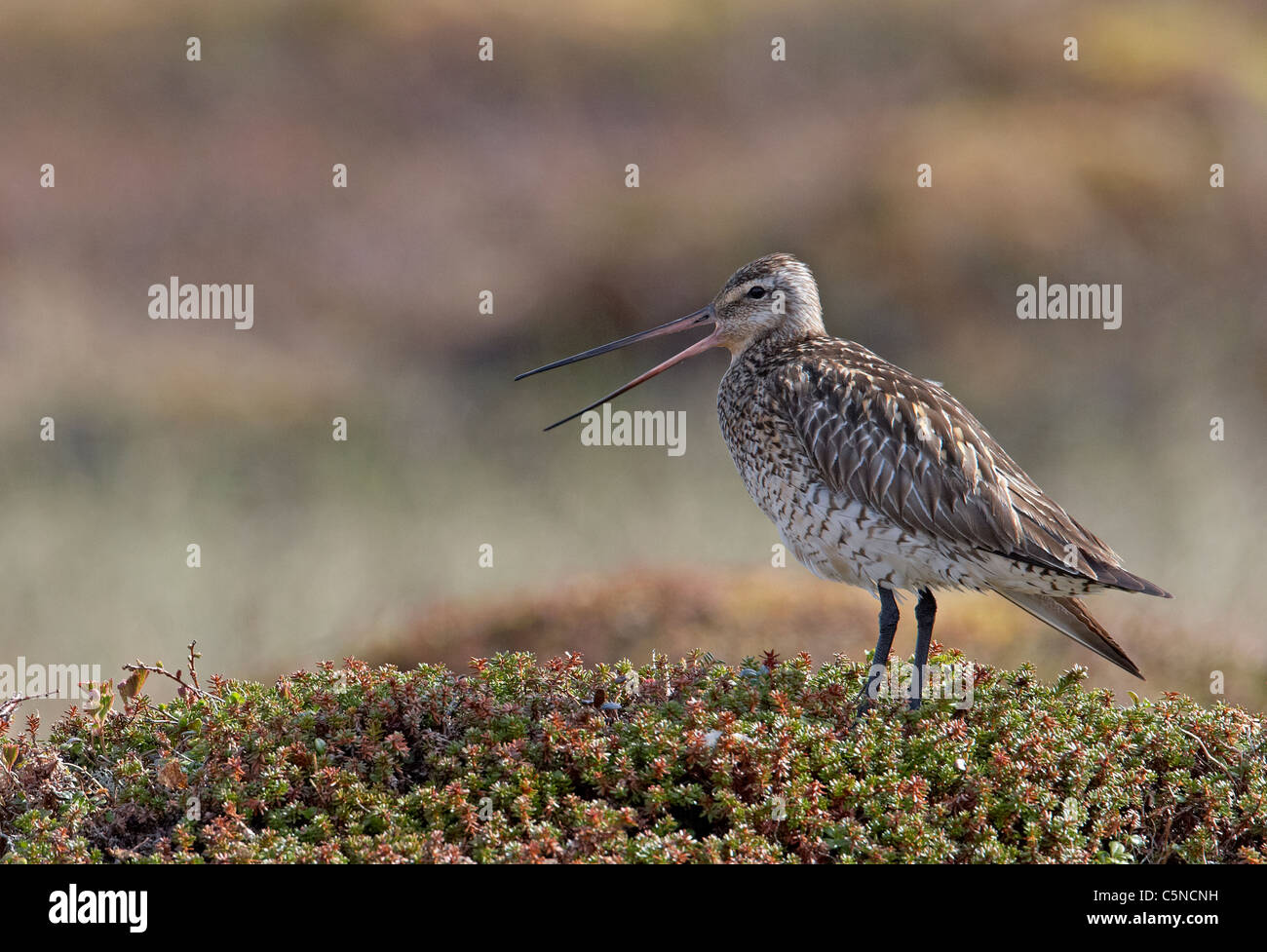 Bar-tailed Godwit (Limosa lapponica). Adult female standing on tundra vegetation while calling. Stock Photo