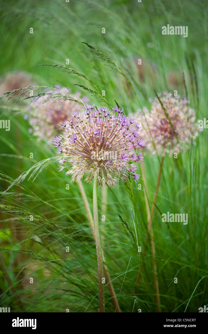 Allium aflatunense 'Purple Sensation' flowering onion amongst grasses