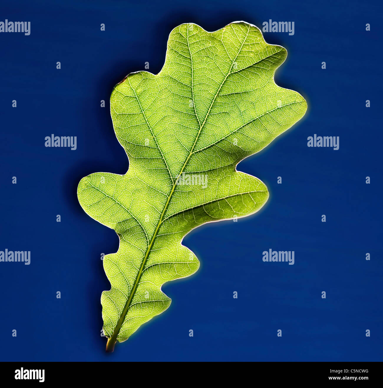 A green leaf on a blue surface Stock Photo