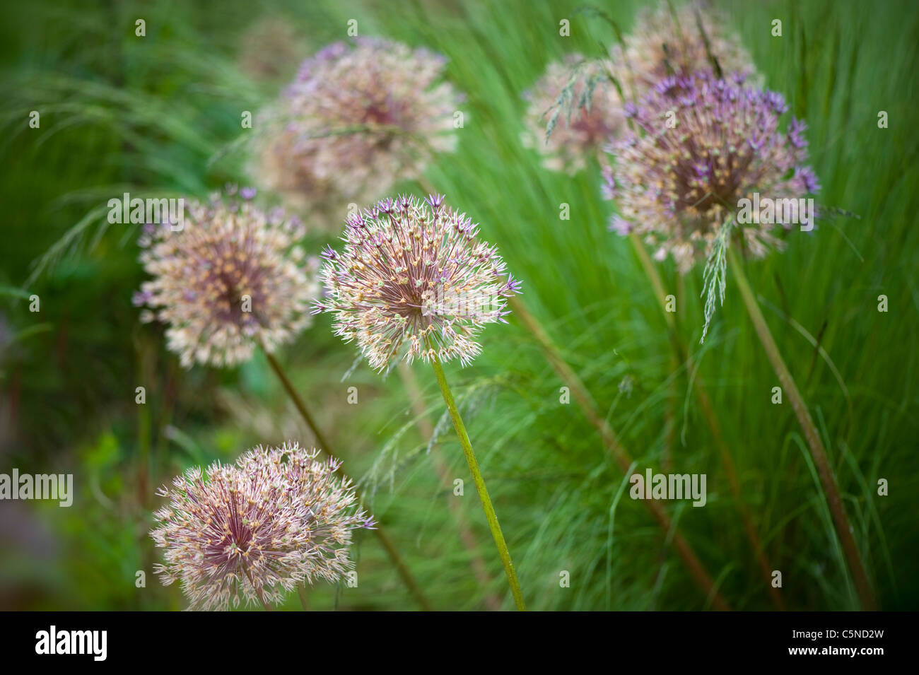 Allium aflatunense 'Purple Sensation' flowering onion amongst grasses