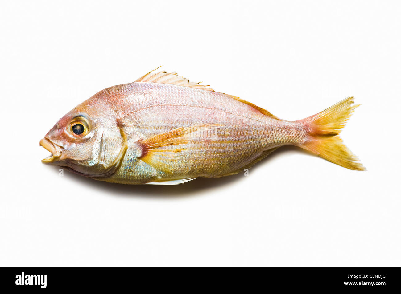 A red snapper on a white surface Stock Photo