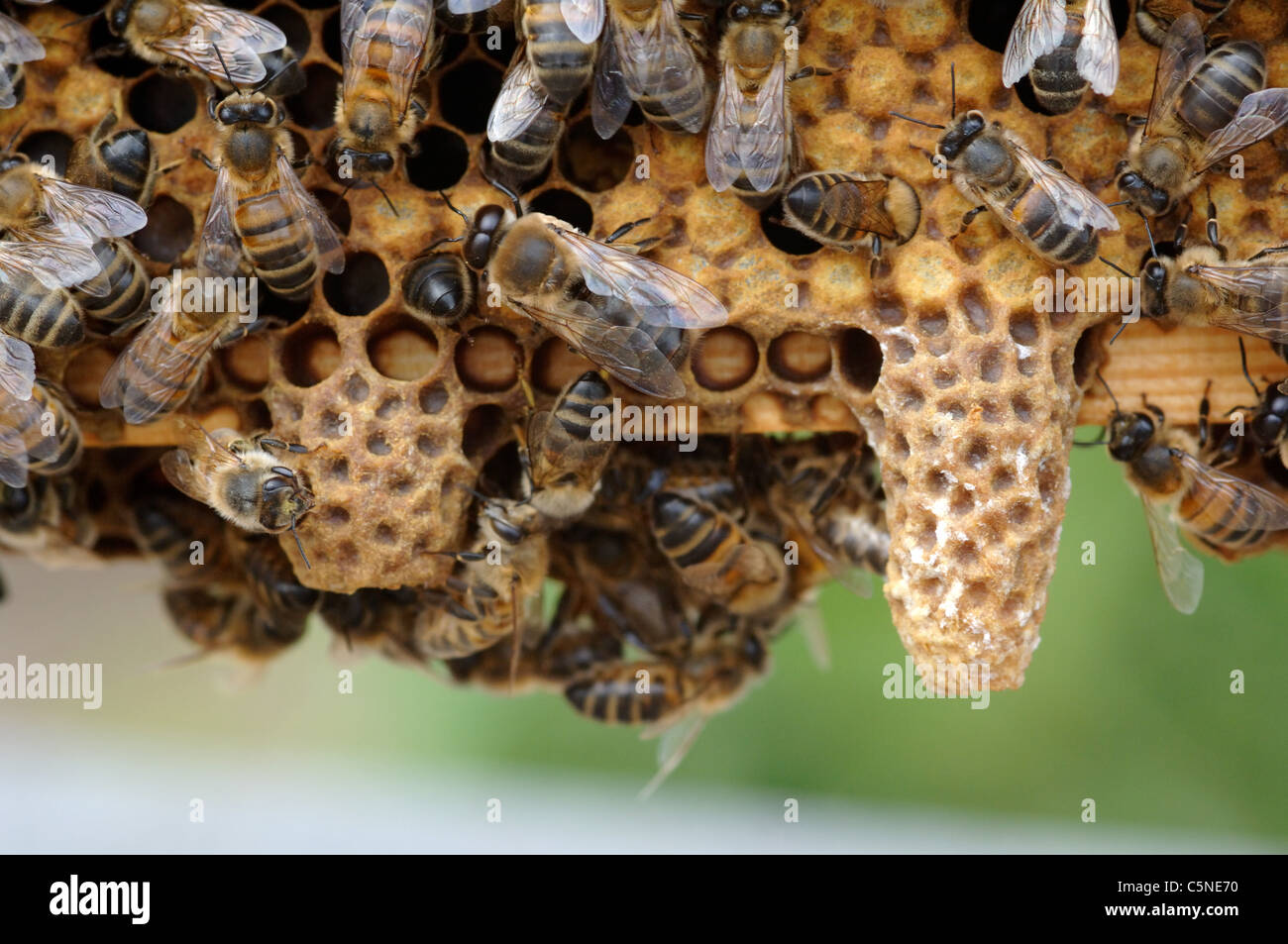 Honey bee queen cells on a hive frame Stock Photo