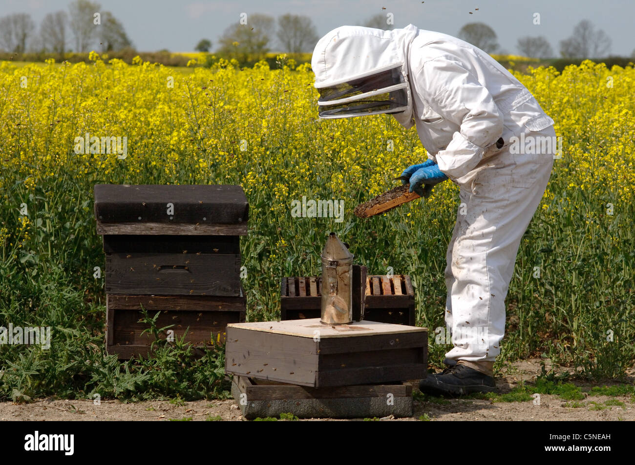 Commercial beekeeper inspecting bee hives alongside Oil Seed Rape Stock
