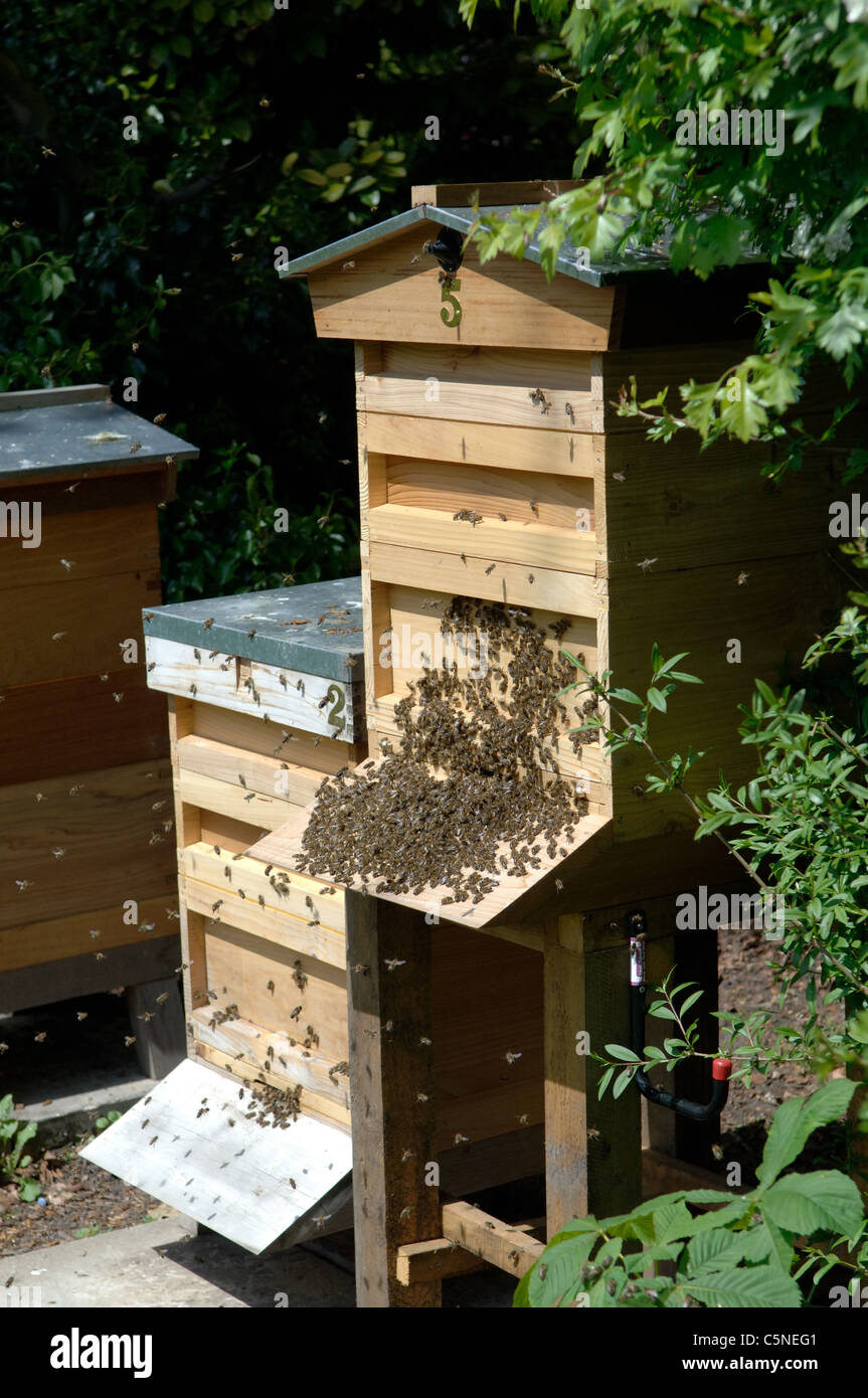 Bees clustered around hive entrance after an inspection Stock Photo