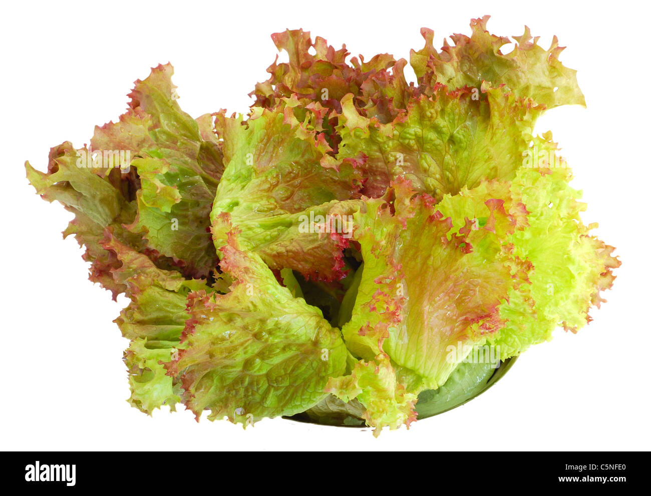 Lettuce salad isolated on white background Stock Photo