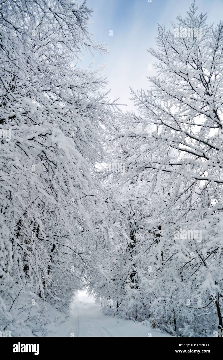 Winter road running between the frozen trees Stock Photo