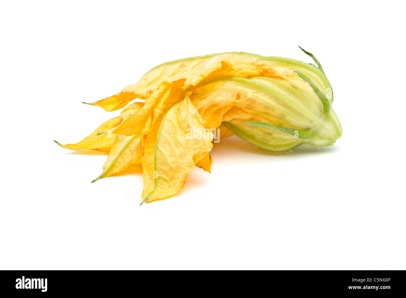 Single Courgette bloom from low perspective isolated on white. Stock Photo