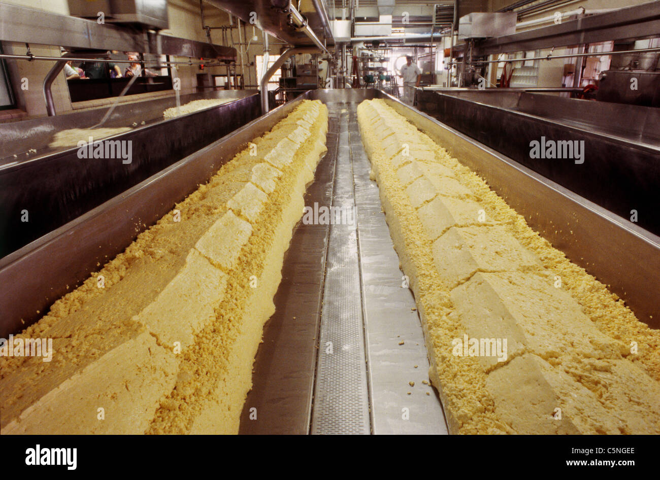 Loaves of Cheddar Cheese Curds Draining Whey, Cheese Processing