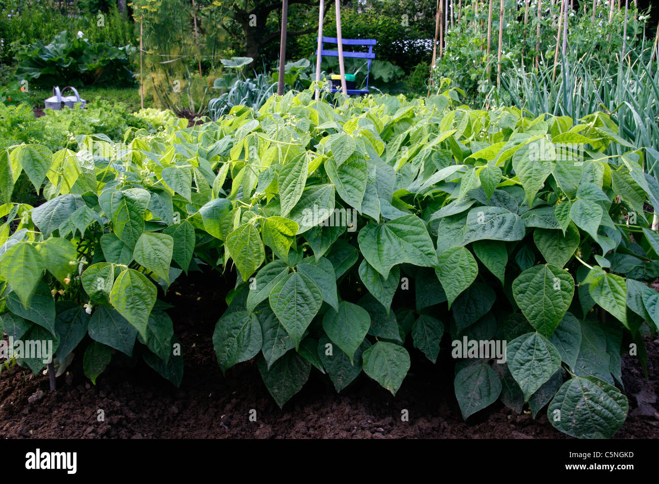 Mixed bed of dwarf green beans (phaseolus vulgaris) in the vegetable garden. Stock Photo