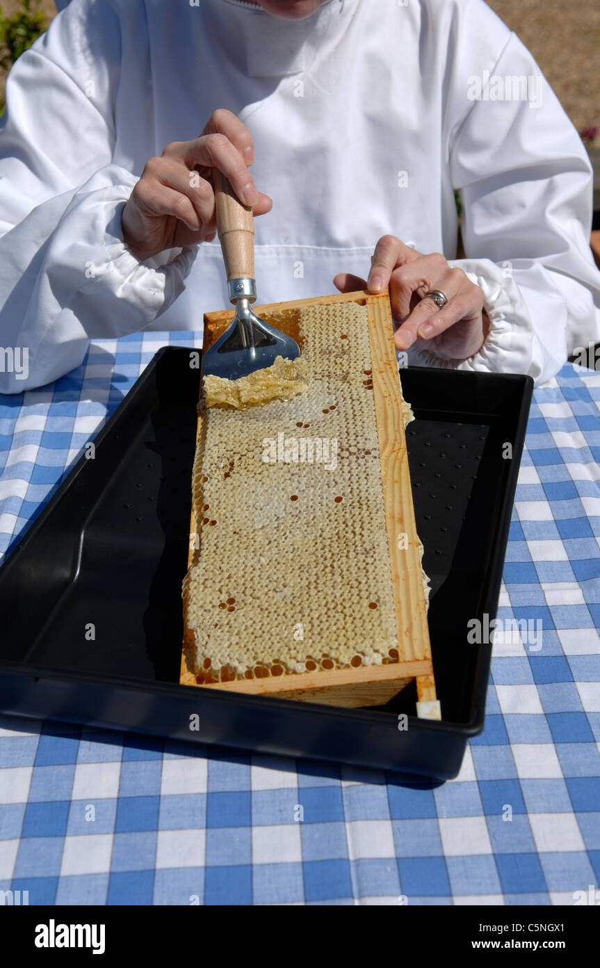 Uncapping a frame of honey comb Stock Photo