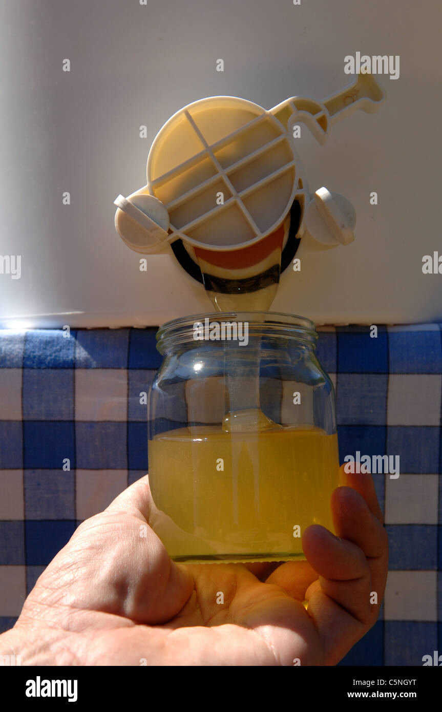 filling honey jars with honey from a honey tank Stock Photo Alamy