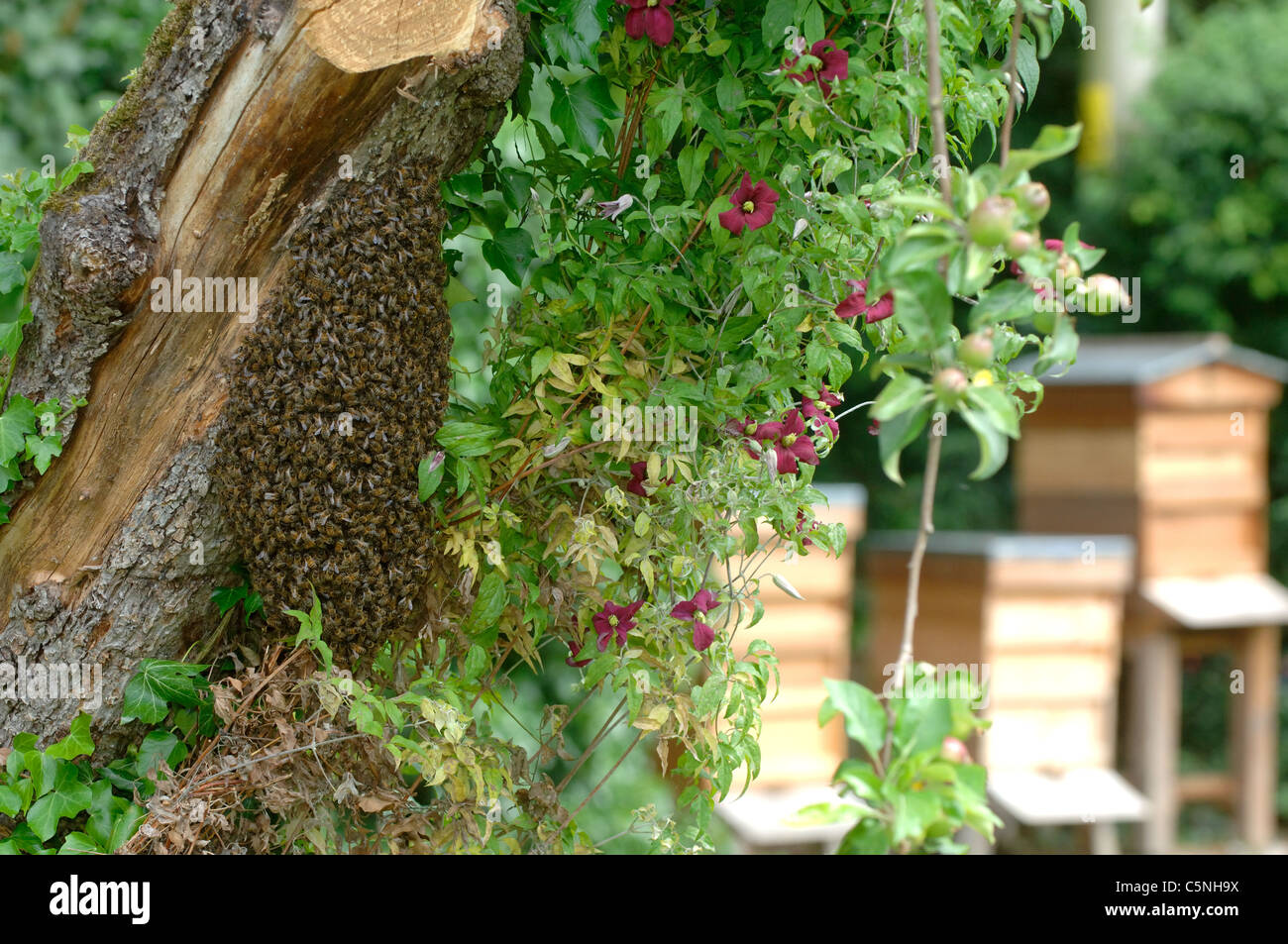 Swarm of bees clustered on an old apple tree with hives in background Stock Photo