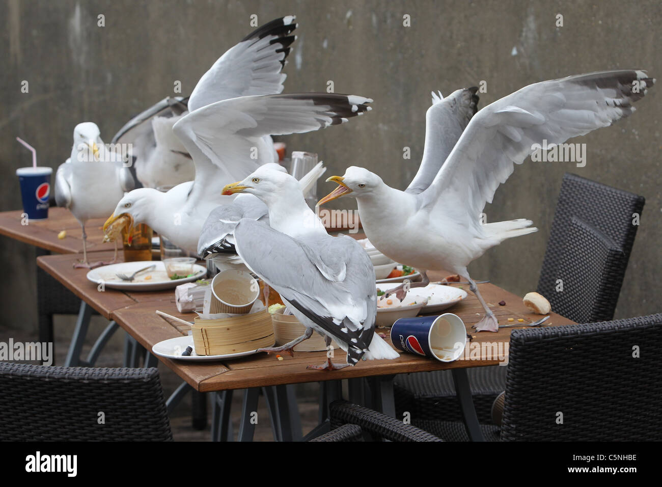 Seagulls pictured eating leftover food from a pub table in Brighton, East Sussex, UK. Stock Photo