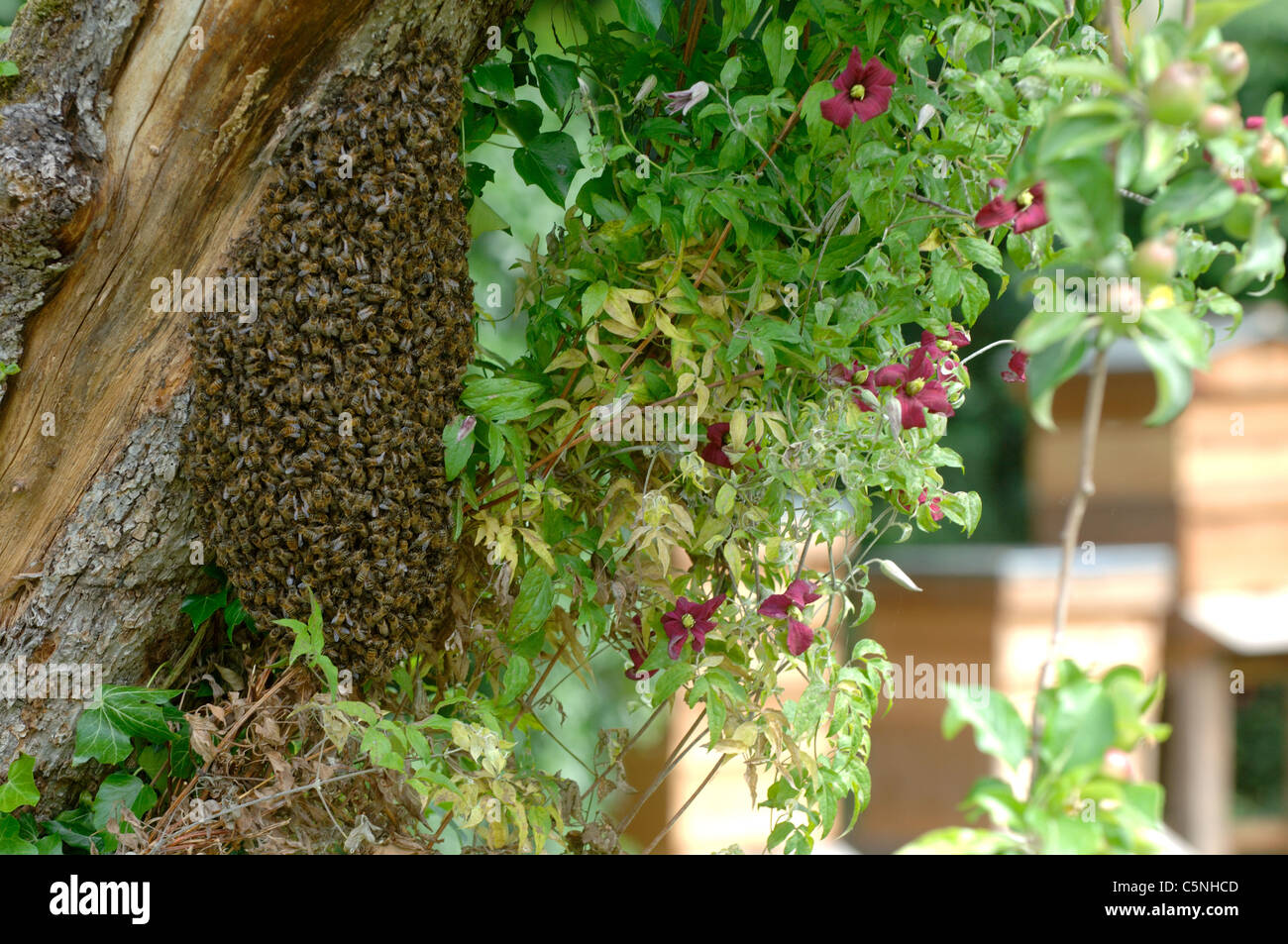 Swarm of bees clustered on an old apple tree with hives in background Stock Photo