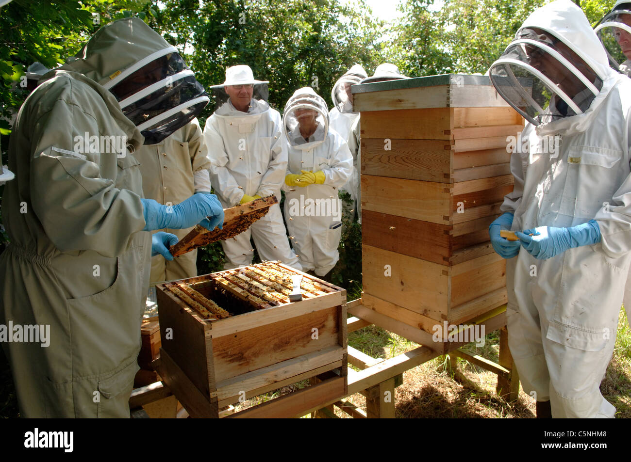 FERA bee inspector inspecting an apiary Stock Photo - Alamy