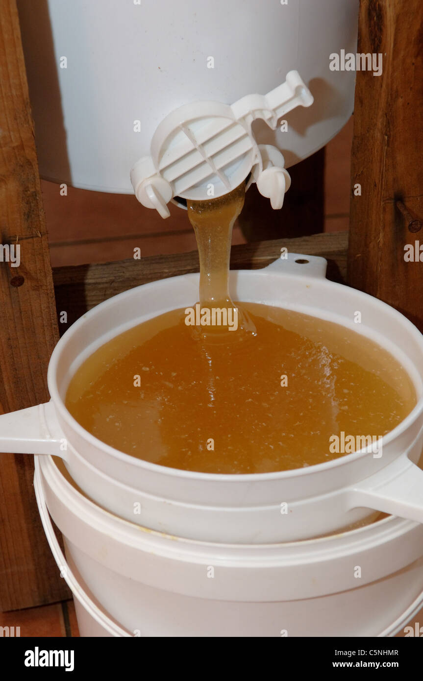 Filtering extracted honey from honey hires stock photography and