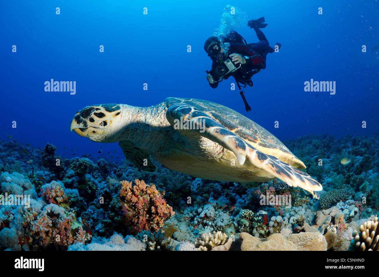 Loggerhead sea turtle feeding on the soft coral, Red Sea, Tiran, Sinai, Egypt Stock Photo