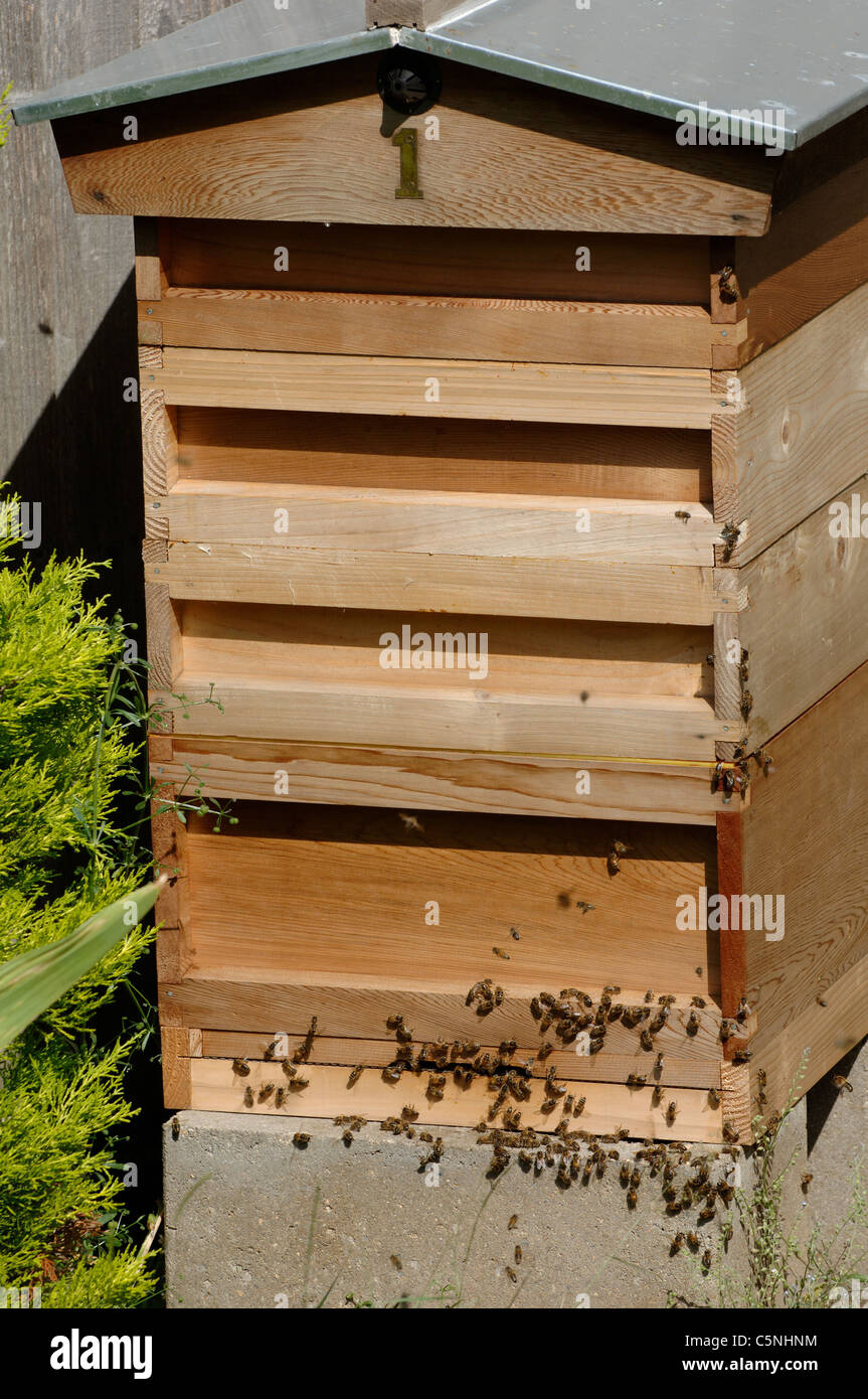 Bees around the entrance of A National Bee Hive Stock Photo Alamy