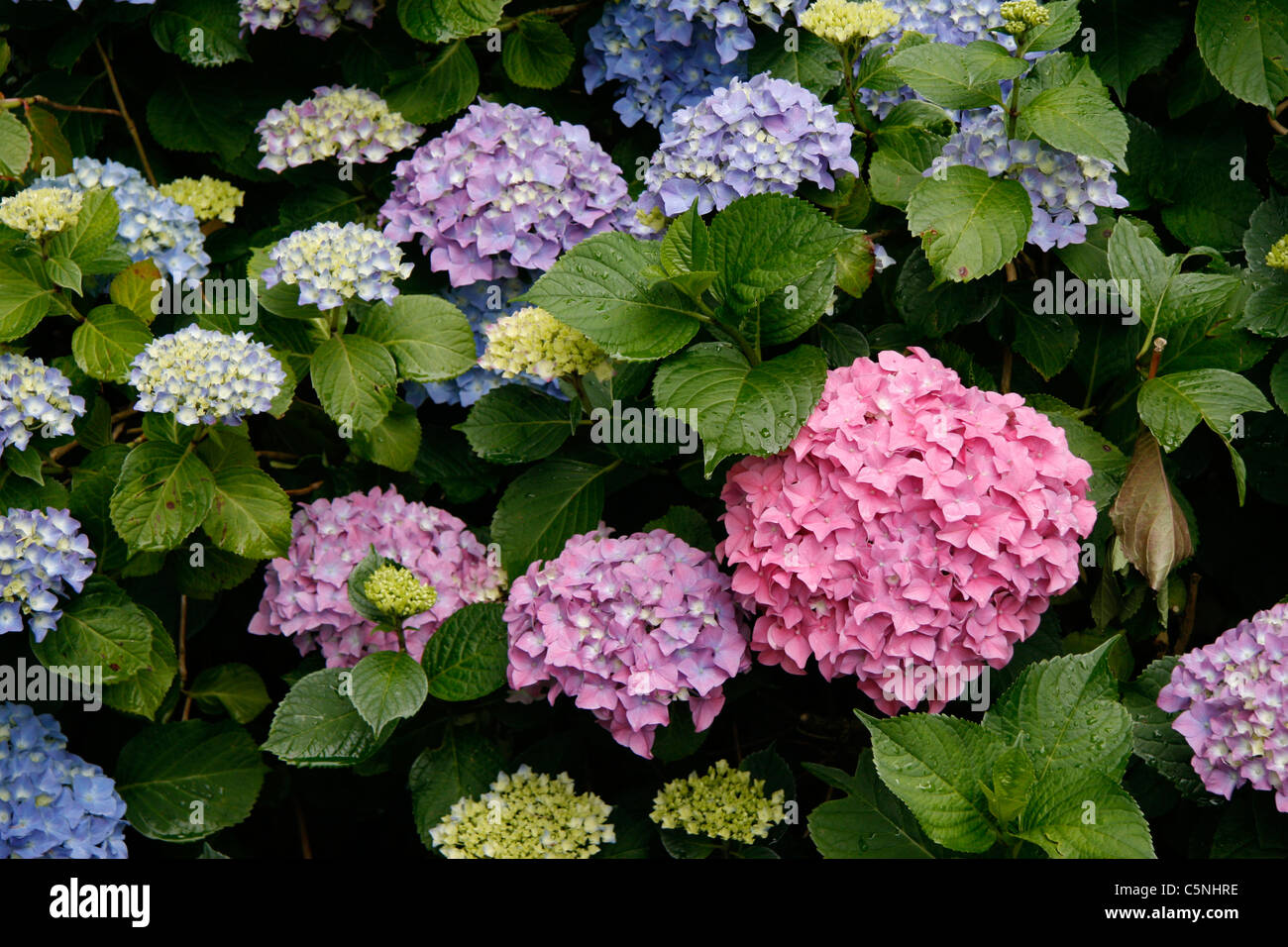 Hortensia in bloom (Hydrangea macrophylla Stock Photo - Alamy