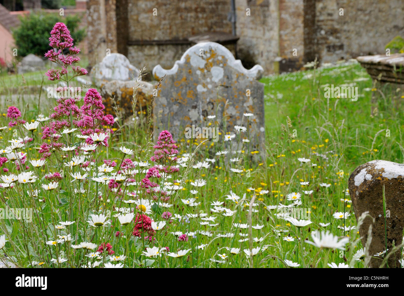 Wildflowers growing in the graveyard of Beaminster parish church Stock