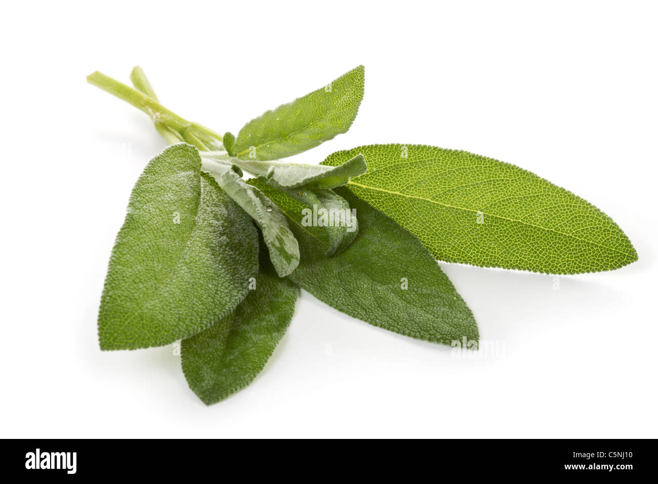 Close-up of a bunch of fresh salvia on white Stock Photo