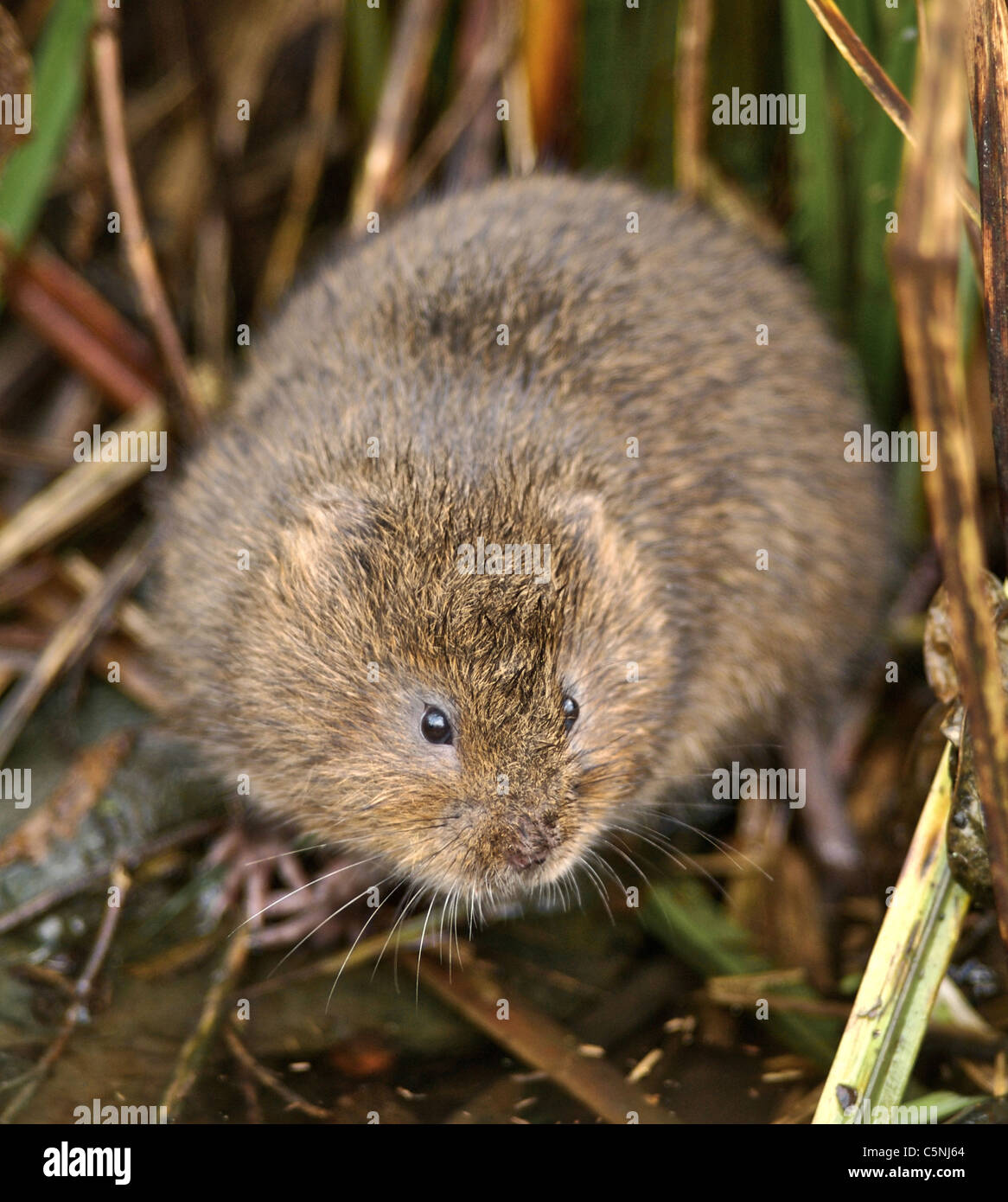 The European Water Vole or Northern Water Vole, Arvicola amphibius (formerly A. terrestris), is a semi-aquatic rodent. From the archives of Press Portrait Service (formerly Press Portrait Bureau) Stock Photo