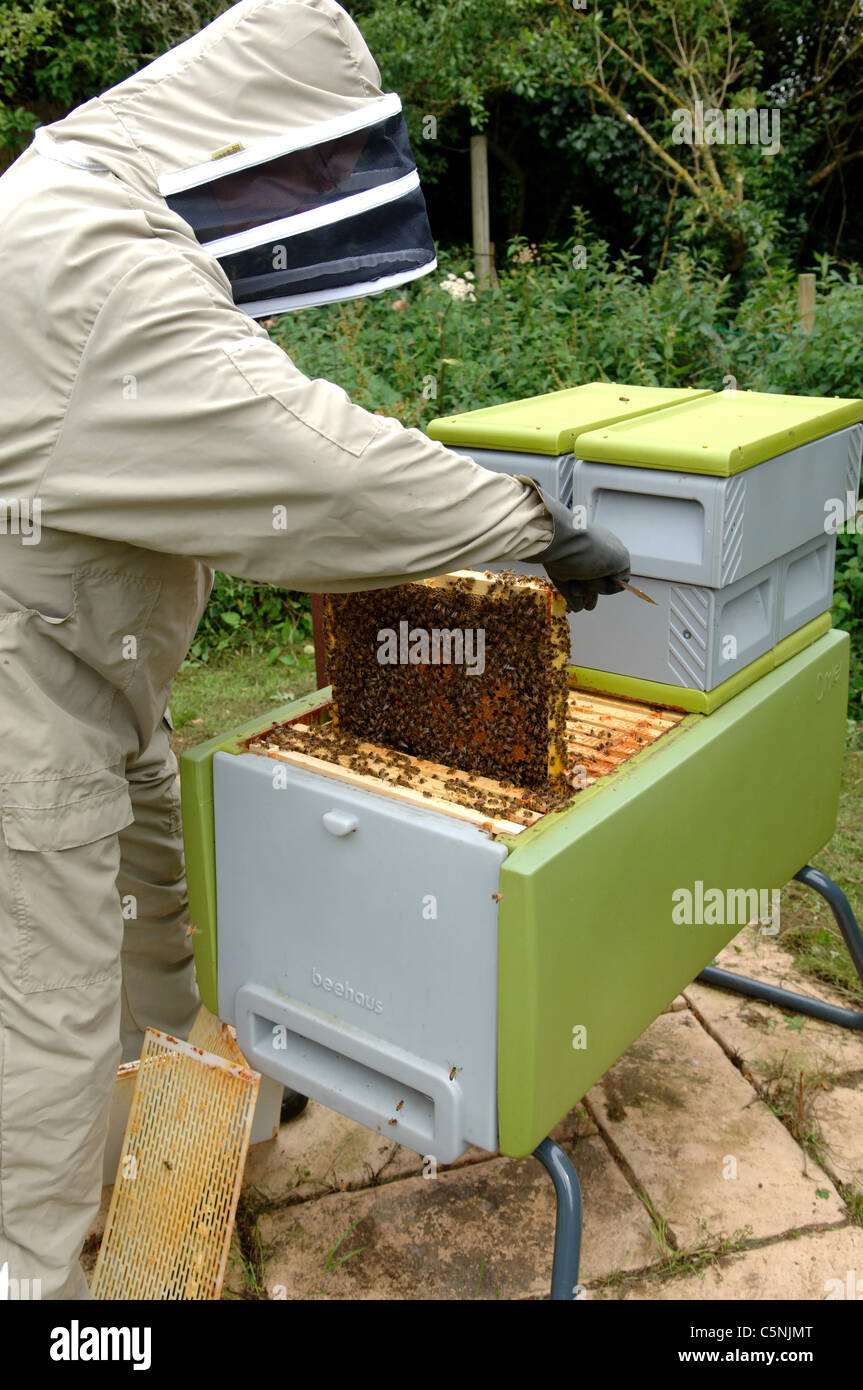 Beekeeper inspecting a plastic bee hive Stock Photo