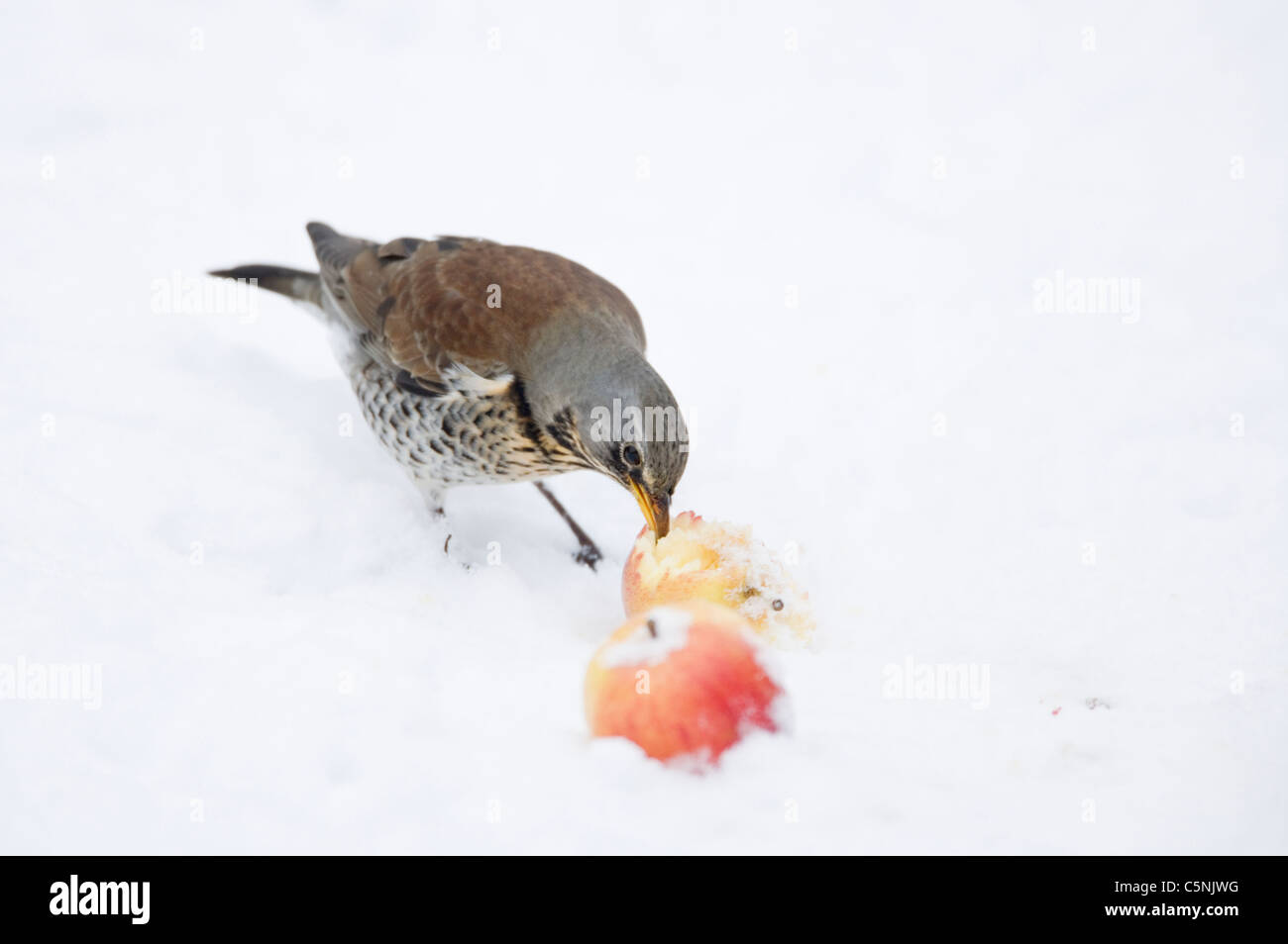Fieldfare - Feeding on apples in snow Turdus pilaris Essex, UK BI019321 Stock Photo