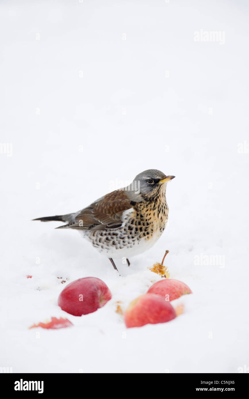 Fieldfare - Feeding on apples in snow Turdus pilaris Essex, UK BI019327 Stock Photo