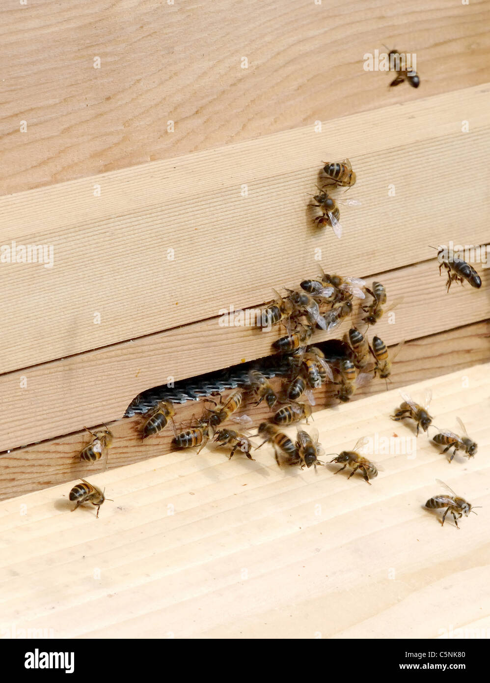 Bees clustered around hive entrance after an inspection Stock Photo