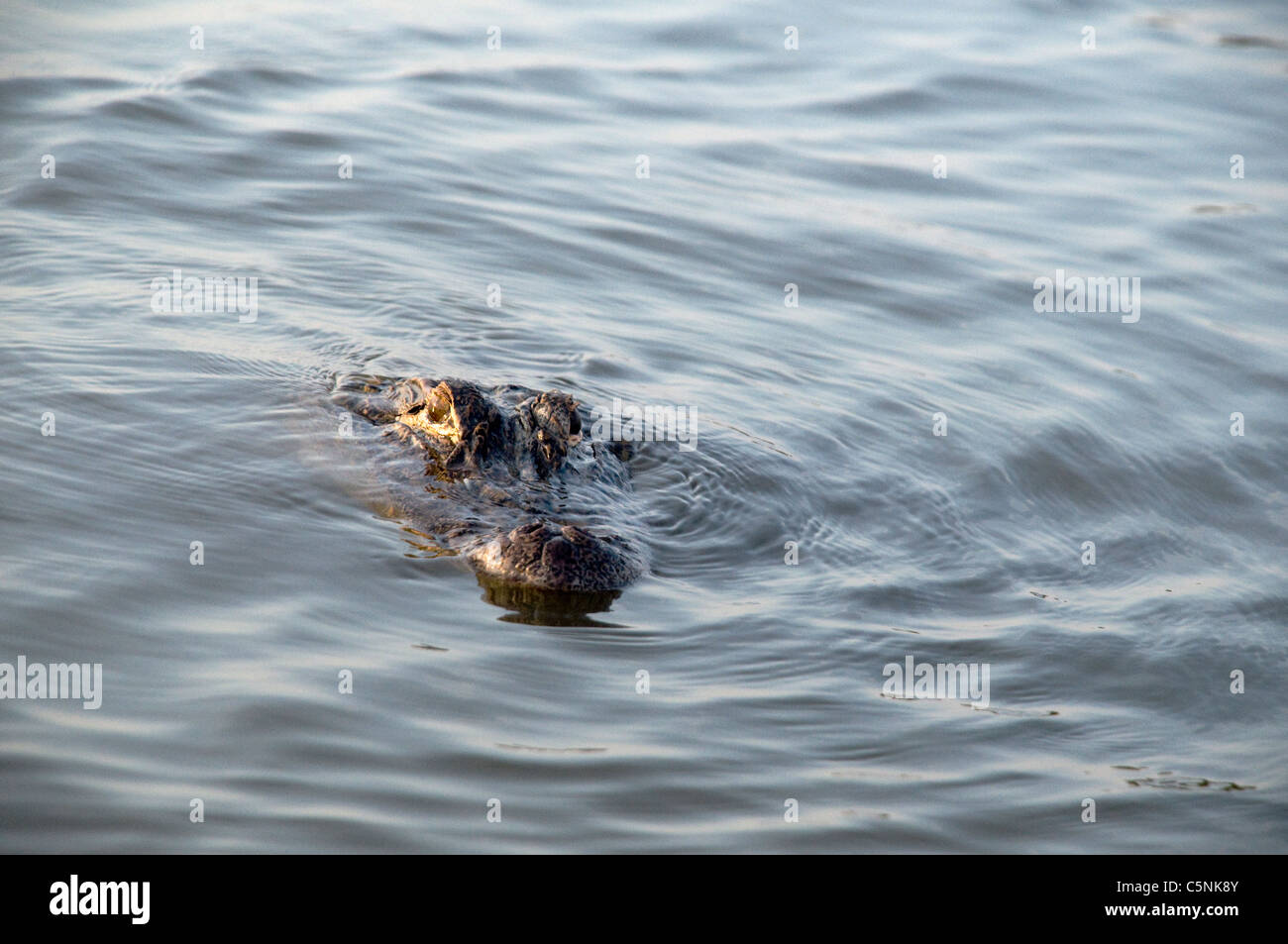 Alligator in the Savannah River Stock Photo Alamy