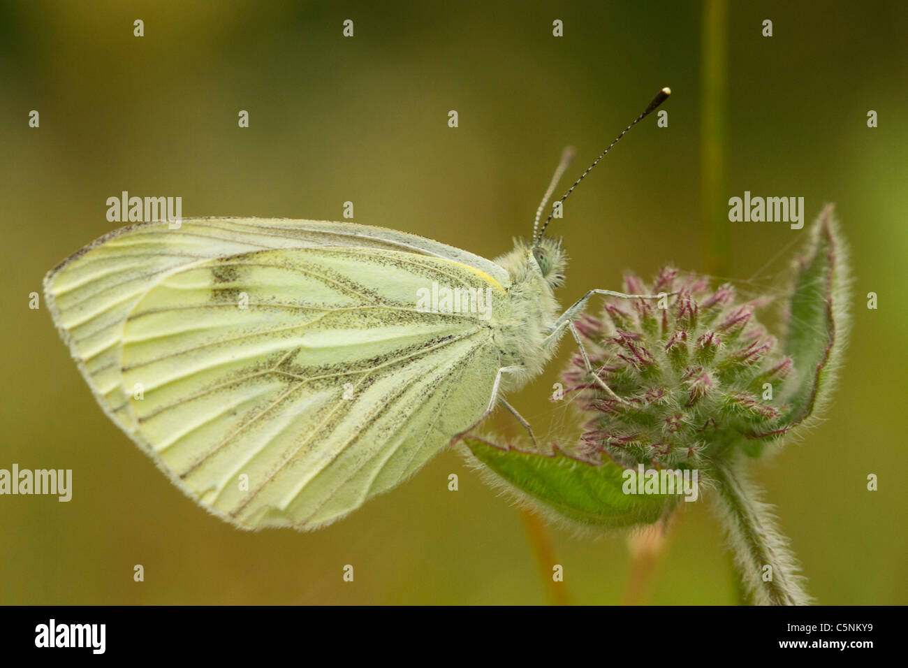 Green Veined White Butterfly, Pieris napi, Cornwall Stock Photo