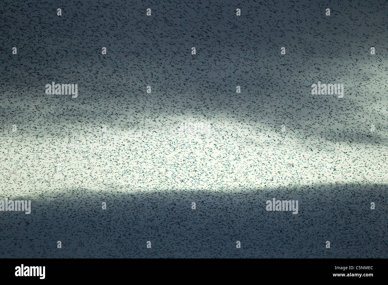 Starling - Gathering in huge flock at roost site Sturnus vulgaris Southern Scotland BI020426  Stock Photo