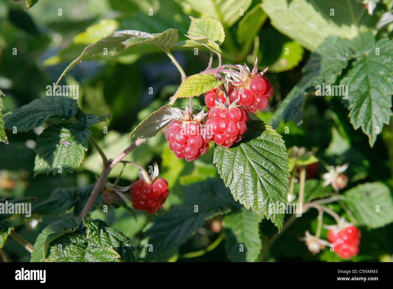 Ripe summer raspberries on the cane ((Rubus idaeus). Stock Photo