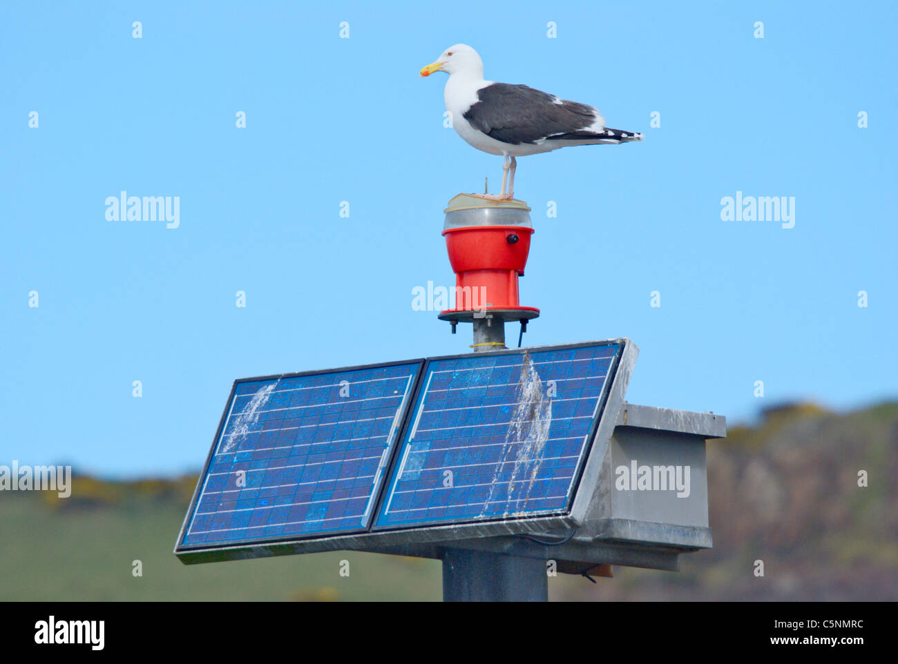 Seagull on solar panel Stock Photo
