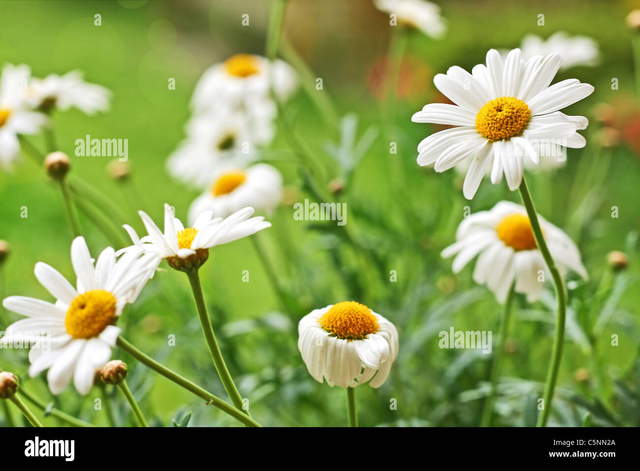 Field chamomile hi-res stock photography and images - Alamy