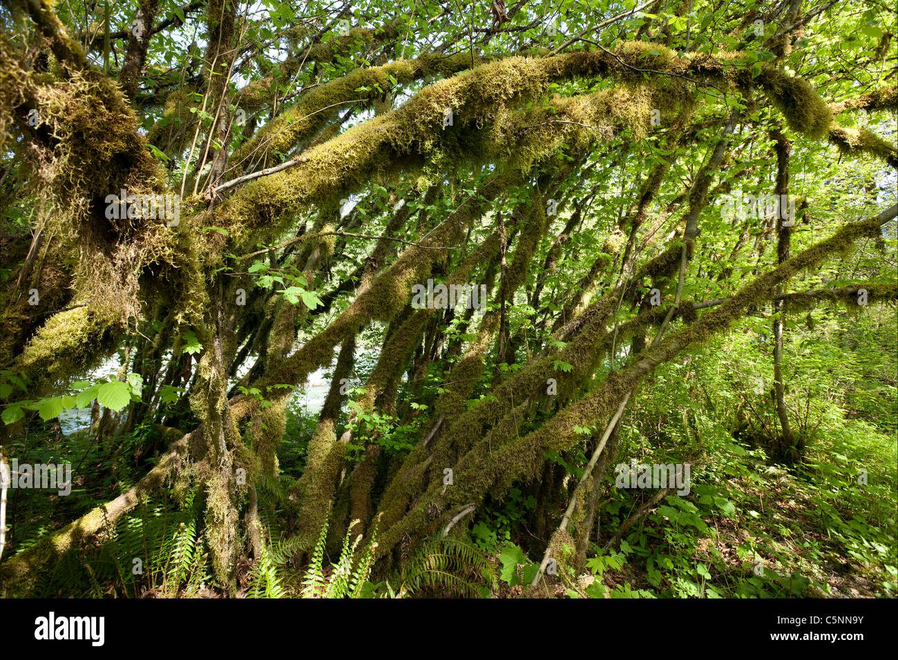 Virgin rain forest by river Stock Photo