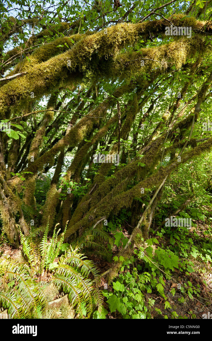 Virgin rain forest by river Stock Photo