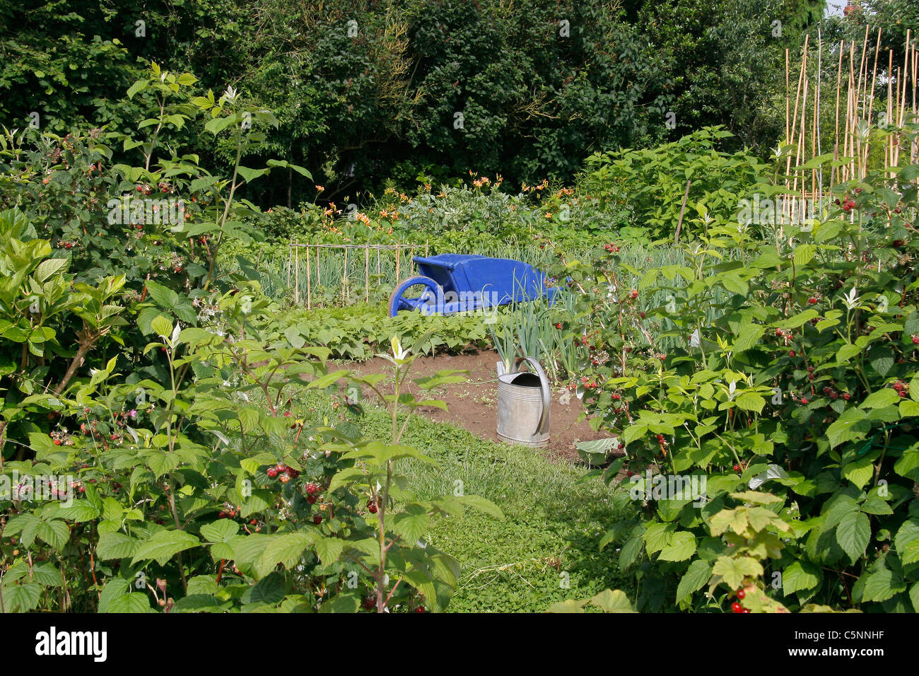 Jpeg Raspberry Hedge Vegetable garden surrounded by raspberries and a hedge Stock Photo - Alamy