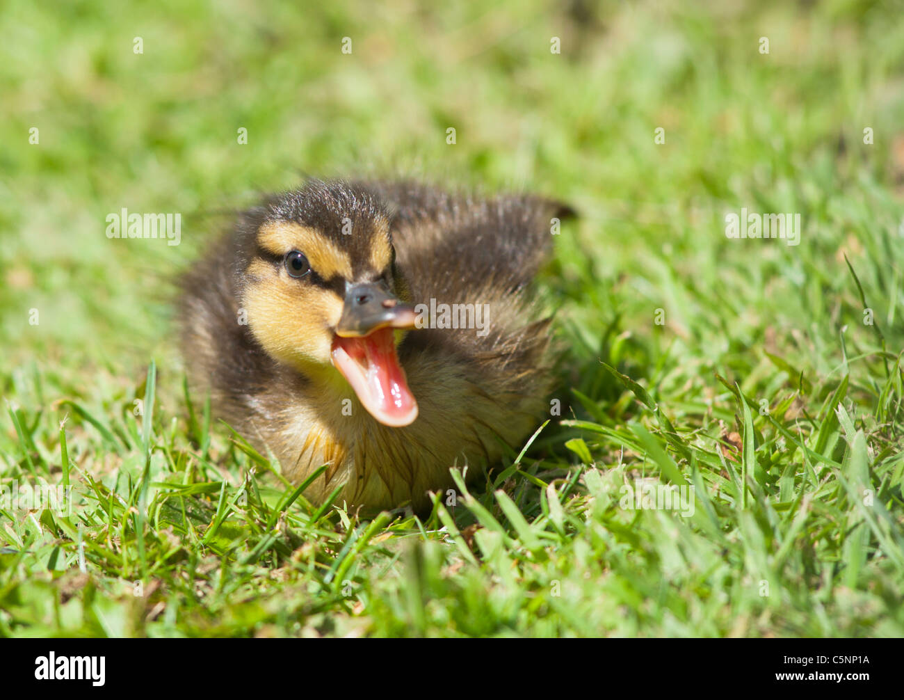 mallard duckling chirping seen in cheltenham england stock photo