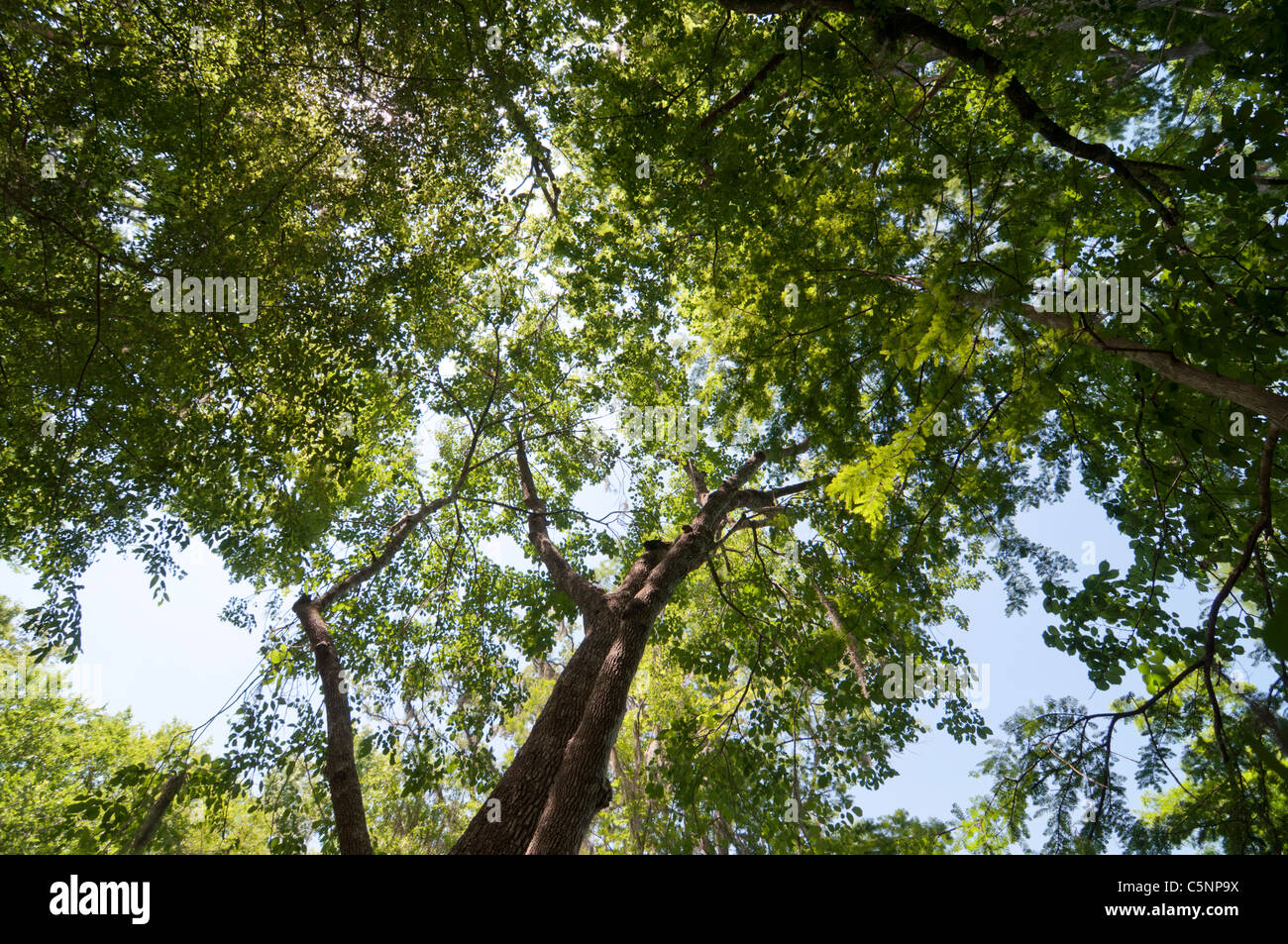 Looking up into the hardwood tree canopy at Ginnie Springs along the
